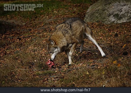 
                Nahrung & Nahrungsaufnahme, Fütterung, Wolf                   