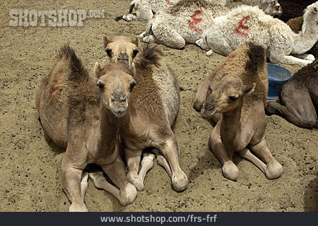 
                Kamel, Jungtiere                   