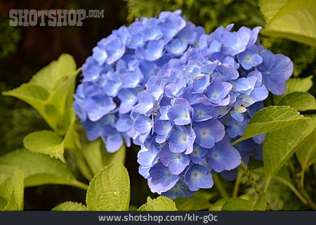 
                Hortensie, Hortensienblüte                   