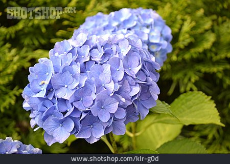 
                Hortensie, Hortensienblüte                   