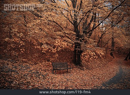 
                Herbst, Sitzbank, Laubwald                   
