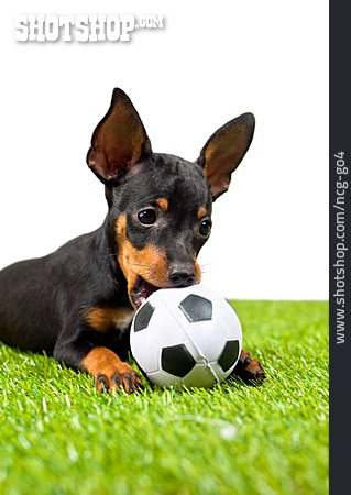 
                Fußball, Hund, Pinscher                   