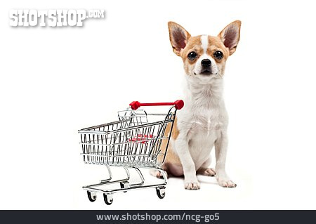 
                Hund, Einkaufswagen, Chihuahua                   