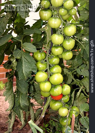 
                Tomatenpflanze, Tomatenanbau, Tomatenstrauch                   
