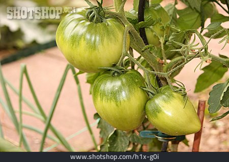 
                Unreif, Tomatenpflanze, Tomatenstrauch                   
