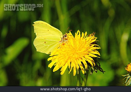 
                Schmetterling, Zitronenfalter                   