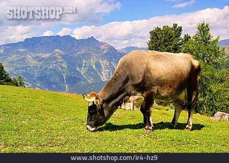 
                Cow, Alp                   