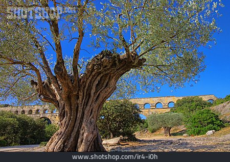 
                Brücke, Olivenbaum, Pont Du Gard                   