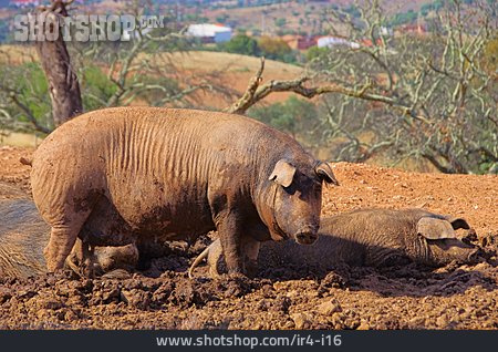 
                Schwein, Iberisches Schwein                   