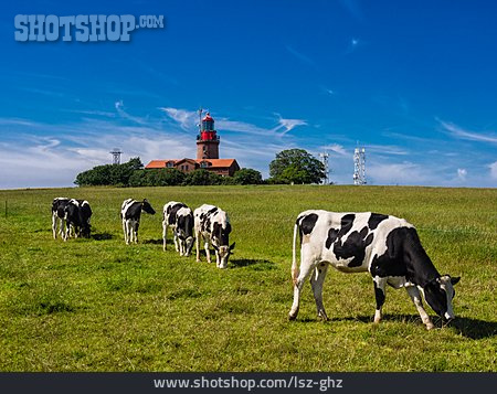 
                Kuh, Rind, Mecklenburg-vorpommern, Holsteinkuh, Bastorf                   