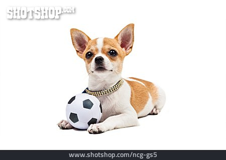 
                Hund, Chihuahua                   