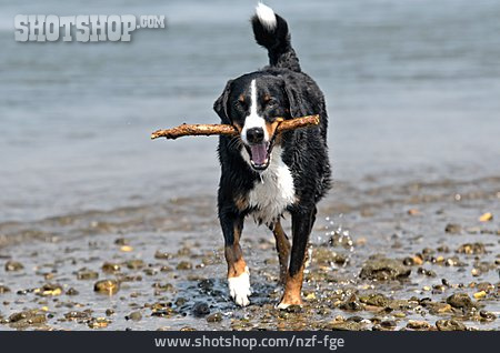 
                Strand, Hund, Apportieren                   