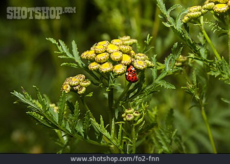 
                Marienkäfer, Wiesenblume, Paarung                   