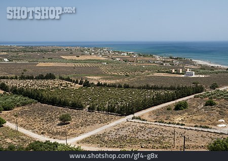 
                Griechenland, Kreta, Olivenbaumplantage                   