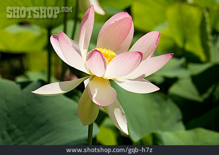 
                Lotusblüte                   