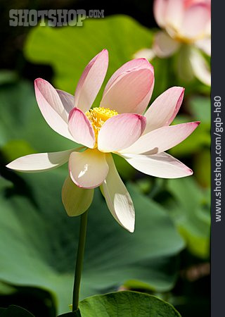 
                Lotusblüte                   