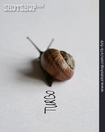 
                Snail, Snail Pace, Snail Race                   