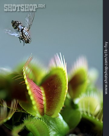 
                Gefahr & Risiko, Fliege, Venusfliegenfalle                   