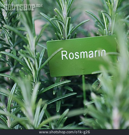 
                Rosmarin, Küchenkräuter, Kräutergarten                   
