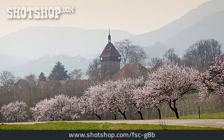 
                Mandelbaumblüte, Haardtrand, Geilweilerhof                   