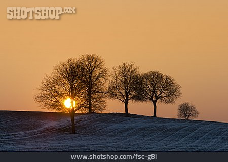 
                Sonnenuntergang, Baum, Baumgruppe                   