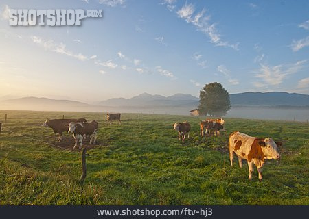 
                Landwirtschaft, Kuh, Viehwirtschaft                   