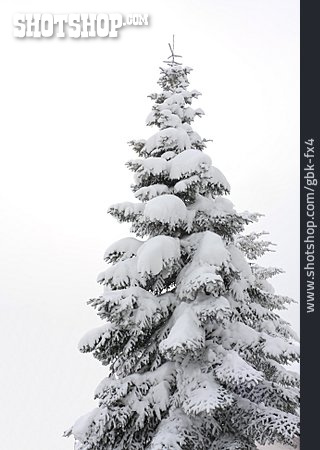 
                Nadelbaum, Verschneit, Schneedecke                   