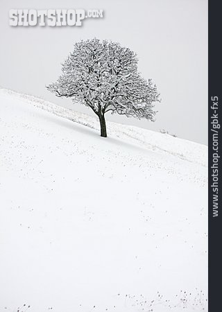 
                Snowy, Oak Tree, Snow Cover                   