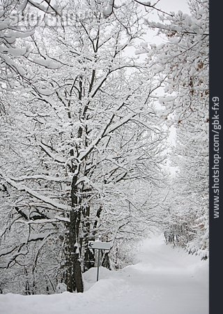 
                Winter, Snowy, Tree                   