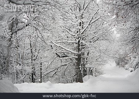 
                Winter, Snowy, Tree                   