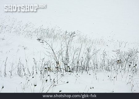 
                Gräser, Winter, Verschneit                   
