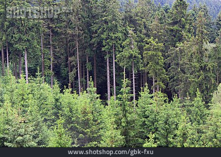 
                Forest, Coniferous, Pine Forest                   