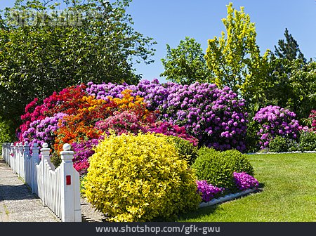 
                Rhododendron, Vorgarten, Gartenzaun                   