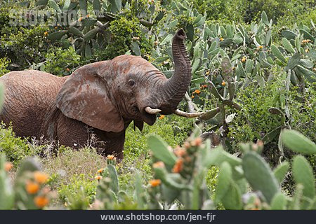 
                Elefant, Afrikanischer Elefant, Addo-elefanten-nationalpark                   