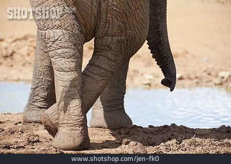 
                Elefant, Afrikanischer Elefant, Elefantenbeine                   