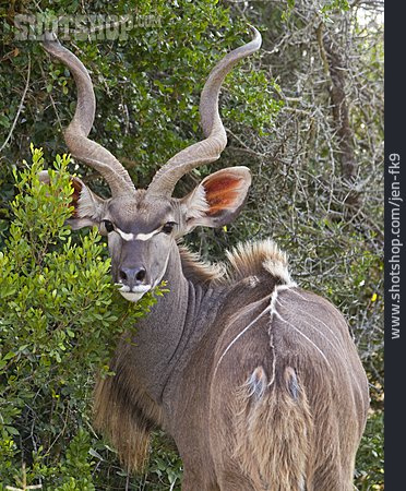 
                Großer Kudu, Hluhluwe-umfolozi-park                   