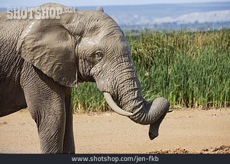 
                Elefant, Afrikanischer Elefant, Addo-elefanten-nationalpark                   