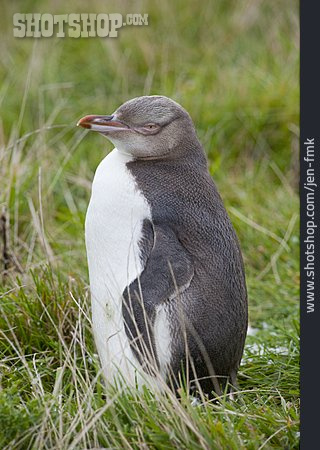 
                Pinguin, Gelbaugenpinguin                   