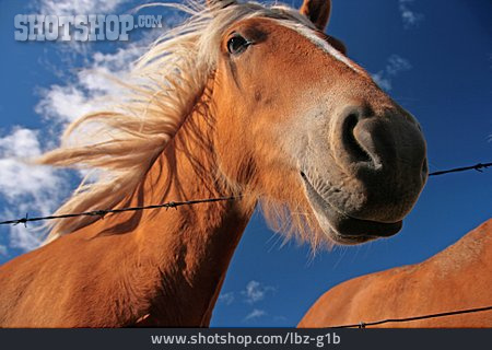 
                Pferd, Pferdekopf, Islandpferd                   