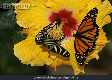 
                Schmetterling, Monarchfalter                   