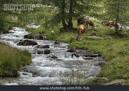 
                Wildbach, Riva Die Tures                   