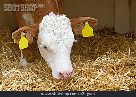 
                Cattle, Bull, Calf, Domestic Cattle                   