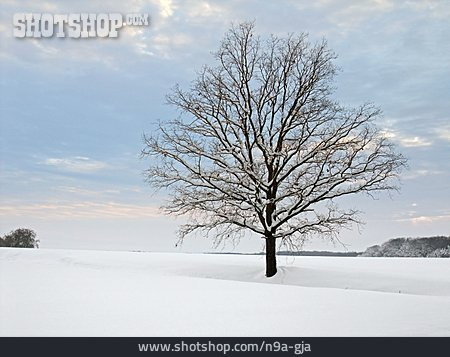 
                Baum, Winter, Winterlich                   