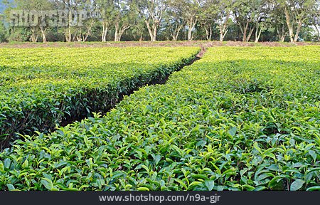 
                Feld, Plantage, Teeplantage, Teepflanze                   