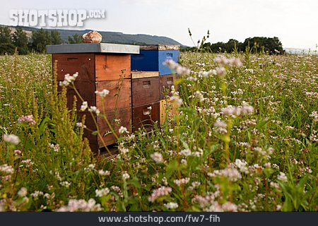 
                Bienenstock, Bienenzucht                   