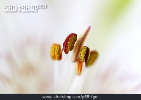 
                Tulpe, Blütenstempel                   