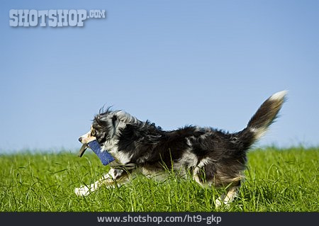 
                Hund, Apportieren, Australian Shepherd                   