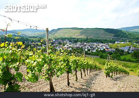 
                Weinbau, Weinberg, Mülheim                   