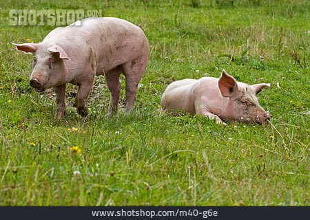 
                Schwein, Freilandhaltung                   