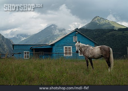
                Pferd, Georgien, Tuschetien                   